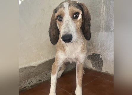 Sigmund -eilt!End- oder Pflegestelle gesucht- ist in Deutschland - erst schüchtern - dann  kuschelig