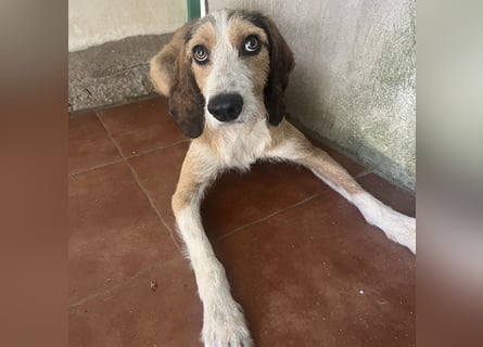 Sigmund -eilt!End- oder Pflegestelle gesucht- ist in Deutschland - erst schüchtern - dann  kuschelig