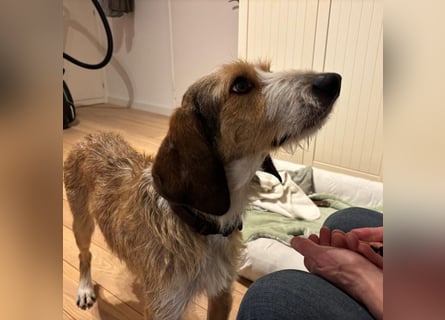 Sigmund -eilt!End- oder Pflegestelle gesucht- ist in Deutschland - erst schüchtern - dann  kuschelig