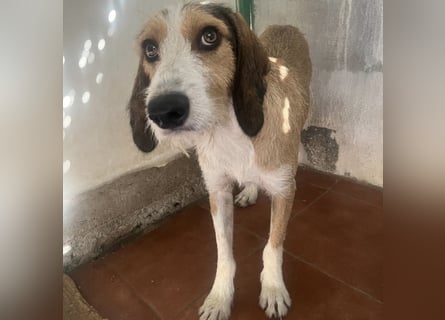 Sigmund -eilt!End- oder Pflegestelle gesucht- ist in Deutschland - erst schüchtern - dann  kuschelig