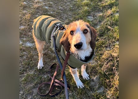 Sigmund -eilt!End- oder Pflegestelle gesucht- ist in Deutschland - erst schüchtern - dann  kuschelig