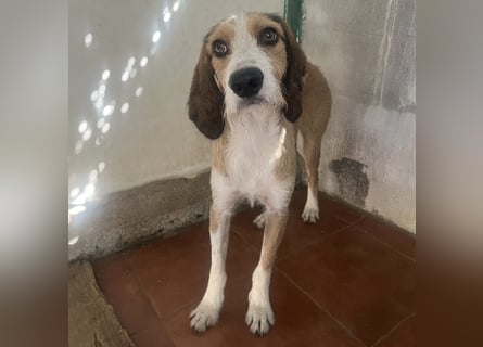 Sigmund -eilt!End- oder Pflegestelle gesucht- ist in Deutschland - erst schüchtern - dann  kuschelig