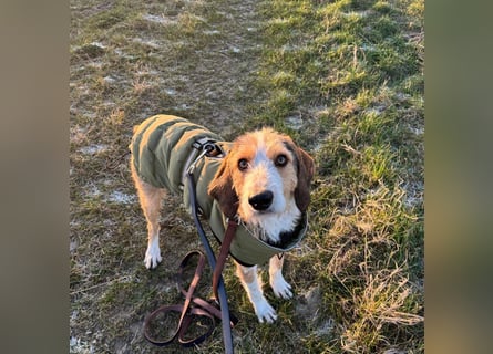 Sigmund -eilt!End- oder Pflegestelle gesucht- ist in Deutschland - erst schüchtern - dann  kuschelig