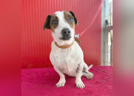(R) ❤️ pfiffiger kleiner GUSZTI - 7 Jahre, 26cm/6kg - Jack Russell