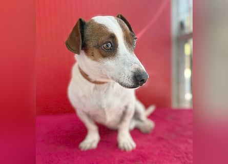 (R) ❤️ pfiffiger kleiner GUSZTI - 7 Jahre, 26cm/6kg - Jack Russell