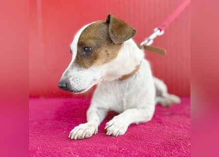 (R) ❤️ pfiffiger kleiner GUSZTI - 7 Jahre, 26cm/6kg - Jack Russell