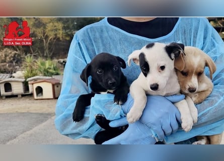 Viena -  ein Unikat sucht ihr Glück