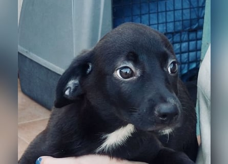 Vanda – ein schwarzes Juwel mit einem Blick, der Herzen schmelzen lässt