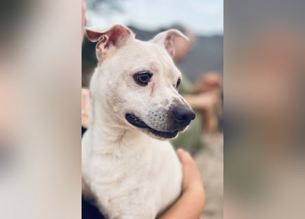 Sushi -  ein kleiner Mann sucht endlich sein Glück