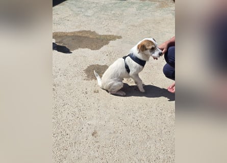 Gegina: kleine Zaubermaus