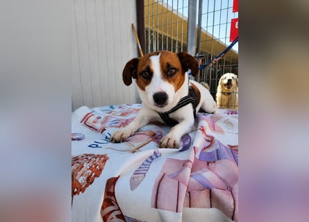 Cucciolino: Hallo, hier bin ich!