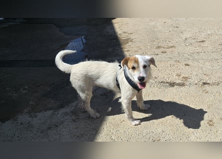 Gegina: kleine Zaubermaus