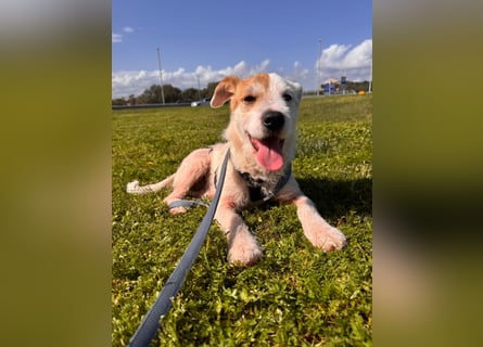 Gegina: kleine Zaubermaus