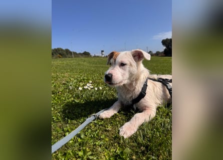 Gegina: kleine Zaubermaus