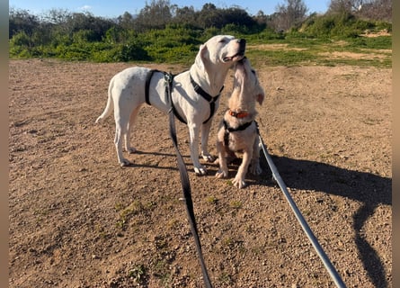 Gegina: kleine Zaubermaus