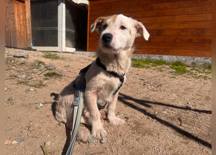 Gegina: kleine Zaubermaus