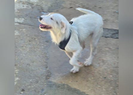 Gegina: kleine Zaubermaus