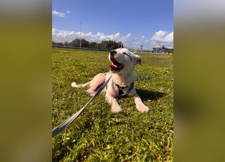 Gegina: kleine Zaubermaus