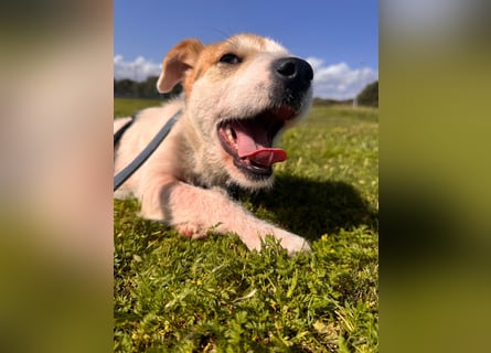 Gegina: kleine Zaubermaus