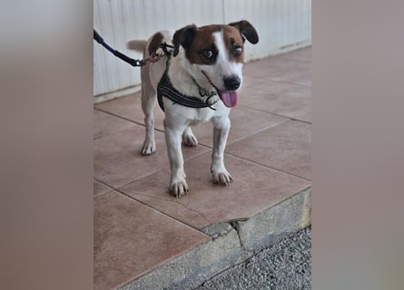 Cucciolino: Hallo, hier bin ich!