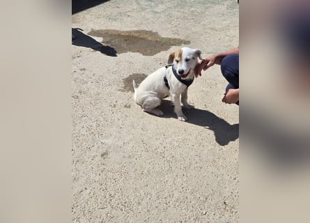 Gegina: kleine Zaubermaus