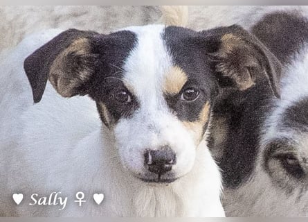 Sparky und Sally   suchen ein Zuhause