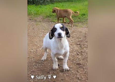 Winzige Sally sucht ein Zuhause
