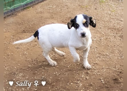 Sparky und Sally   suchen ein Zuhause