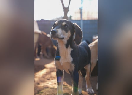 Leon, Lino, Lefis und Lina suchen ab sofort ein Zuhause