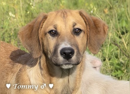 Zwei kleine Jungs   suchen ein Zuhause