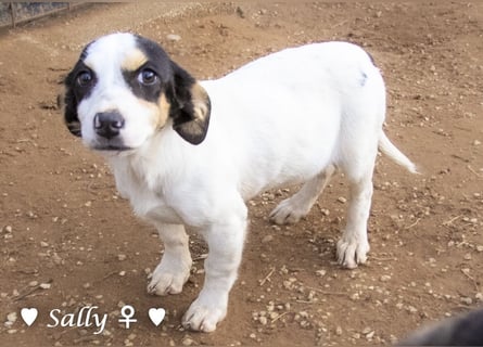 Winzige Sally sucht ein Zuhause