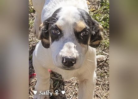 Winzige Sally sucht ein Zuhause