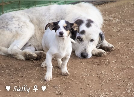 Winzige Sally sucht ein Zuhause