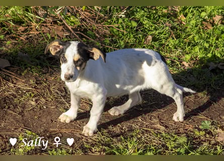 Winzige Sally sucht ein Zuhause