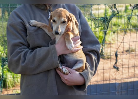 Leon, Lino, Lefis und Lina suchen ab sofort ein Zuhause