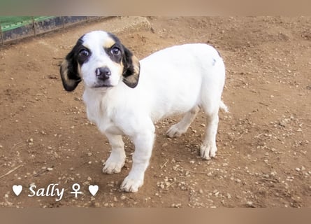 Winzige Sally sucht ein Zuhause