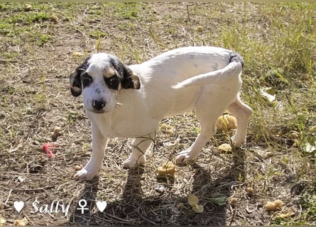 Winzige Sally sucht ein Zuhause