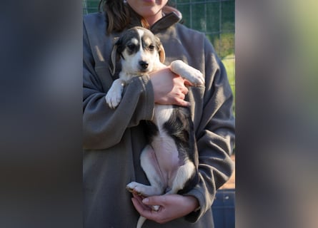 Leon, Lino, Lefis und Lina suchen ab sofort ein Zuhause