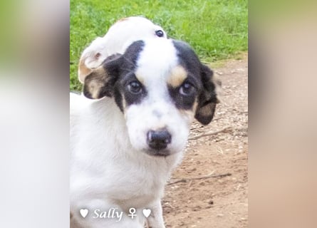 Sparky und Sally   suchen ein Zuhause