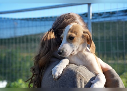 Leon, Lino, Lefis und Lina suchen ab sofort ein Zuhause