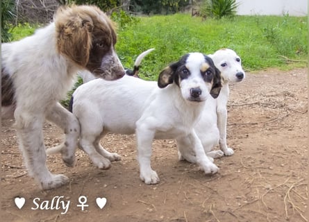 Winzige Sally sucht ein Zuhause