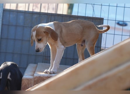 Leon, Lino, Lefis und Lina suchen ab sofort ein Zuhause