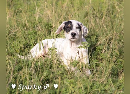 Sparky  sucht ein Zuhause