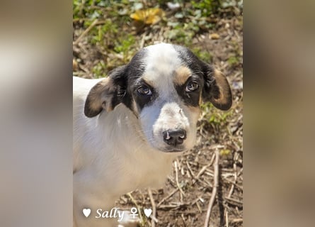 Winzige Sally sucht ein Zuhause