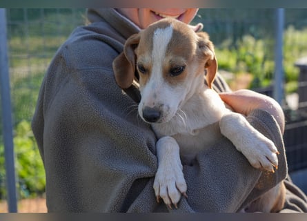 Leon, Lino, Lefis und Lina suchen ab sofort ein Zuhause