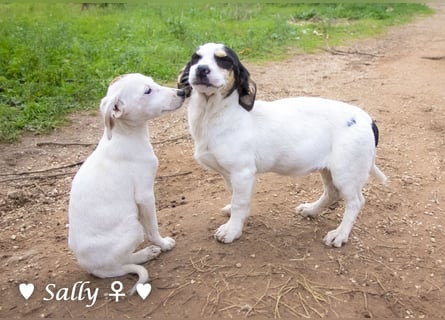 Winzige Sally sucht ein Zuhause