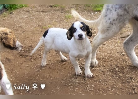 Sparky und Sally   suchen ein Zuhause