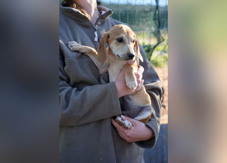 Leon, Lino, Lefis und Lina suchen ab sofort ein Zuhause