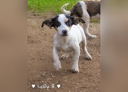 Sparky und Sally   suchen ein Zuhause