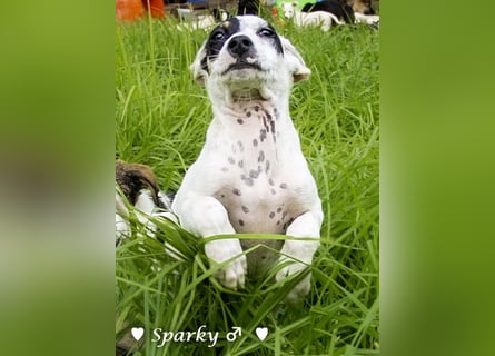 Sparky  sucht ein Zuhause